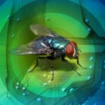 Bug bounty 2