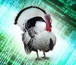 Big data turkeys