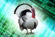 Big data turkeys