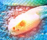 IT security and DDoS