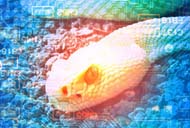 wombat and phishing