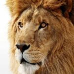 lion no words