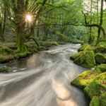 Image of a magical forest.