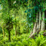 Huge ancient Banyan tree covered by vines in Bali.