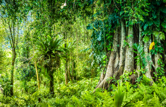 Huge ancient Banyan tree covered by vines in Bali.