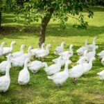 Stock image of white geese.