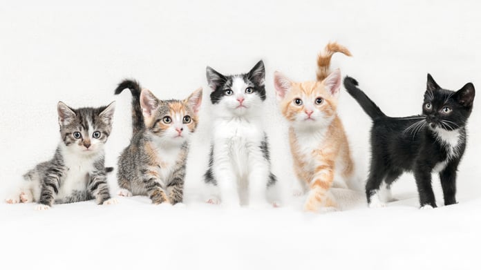5 cats with different breed.
