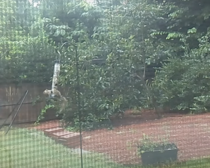 A squirrel in Jeremy B. Merrill’s backyard