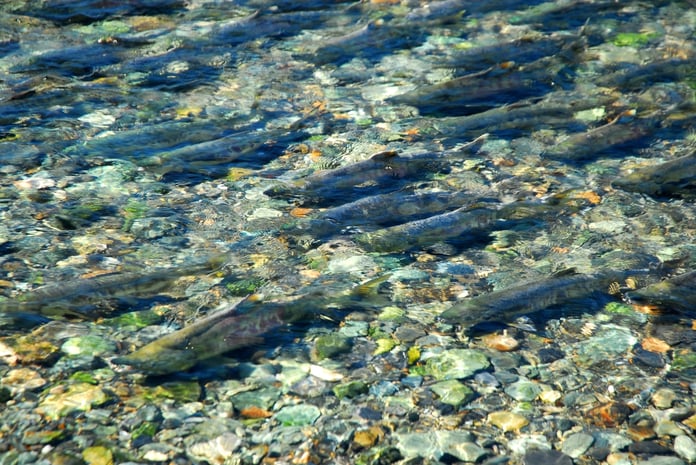 Spawning salmon in an Alaska stream